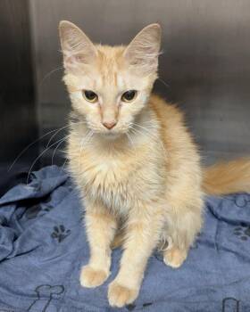 Trolls -  Domestic Medium Hair Cat for Adoption in Springfield, Illinois - Trolls | PetCurious