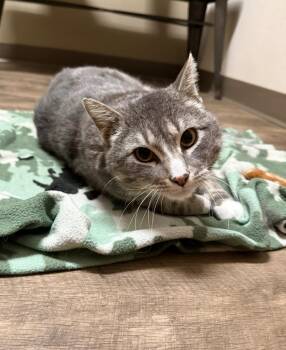 Domestic Short Hair Cats Available for Adoption in Cottonwood, Minnesota - Donovan | PetCurious