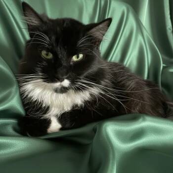 Tuxedo Cats Available for Adoption in Scottsdale, Arizona - Mocha  | PetCurious