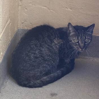 Lilo -  Domestic Short Hair Cat for Adoption in West Palm Beach, Florida - Lilo | PetCurious