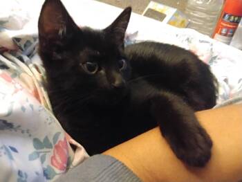 Bombay Cats Available for Adoption in Glendale, Arizona - Bella Luna | PetCurious