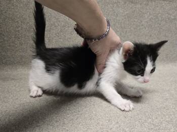 Rescue Domestic Short Hair Cats for Adoption in Dickson, Tennessee - Avery | PetCurious