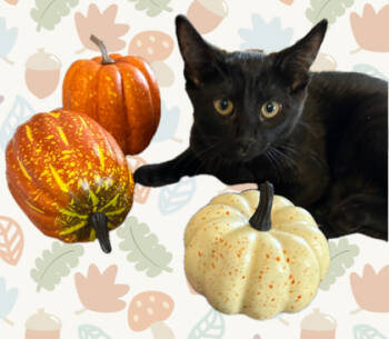 Rescue Domestic Short Hair Cats for Adoption in Romeoville, Illinois - Luna | PetCurious