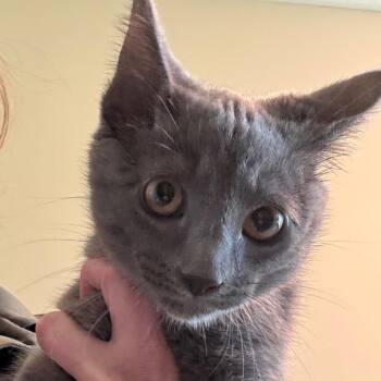 Domestic Short Hair Cats Available for Adoption in Norman, Oklahoma - Lilac | PetCurious