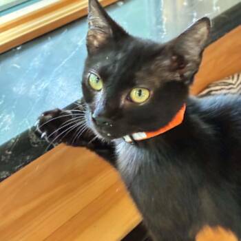 Cat Stevens -  Domestic Short Hair Cat for Adoption in Hawley, Pennsylvania - Cat Stevens | PetCurious
