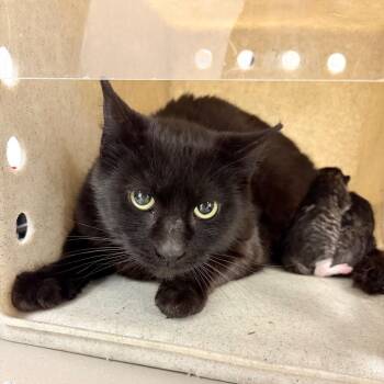 Domestic Short Hair Cats Available for Adoption in Philadelphia, Pennsylvania - Salem | PetCurious