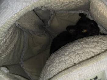 Secret -  Domestic Short Hair Cat for Adoption in Carthage, Missouri - Secret | PetCurious