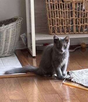 Gray Kitten -  Domestic Medium Hair Cat for Adoption in Frederick, Maryland - Gray Kitten | PetCurious