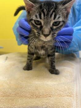Cera -  Domestic Short Hair Cat for Adoption in Raleigh, North Carolina - Cera | PetCurious