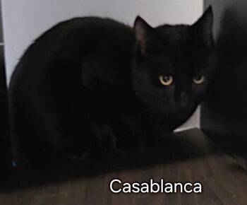 Domestic Short Hair Cats Available for Adoption in Oviedo, Florida - Casablanca | PetCurious