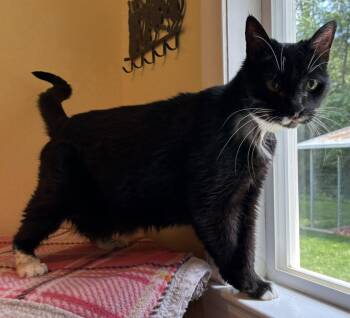 Bridget: Not at the shelter (Cindy) -  Domestic Short Hair Cat for Adoption in Rustburg, Virginia - Bridget: Not At The Shelter (Cindy) | PetCurious