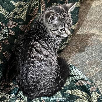 Alpaca -  Domestic Short Hair Cat for Adoption in Evanston, Illinois - Alpaca | PetCurious