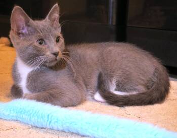 Lady Gray -  Russian Blue Cat for Adoption in Bow, Washington - Lady Gray | PetCurious