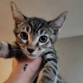 Rescue Domestic Short Hair Cats for Adoption in Westminster, California - Dougie | PetCurious