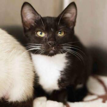Fella -  Domestic Short Hair Cat for Adoption in Atlanta, Georgia - Fella | PetCurious