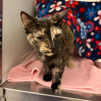 Lily Pad -  Domestic Short Hair Cat for Adoption in Council Bluffs, Iowa - Lily Pad | PetCurious