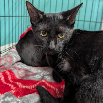 Violet -  Domestic Short Hair Cat for Adoption in Jefferson City, Tennessee - Violet | PetCurious