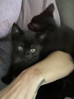 Ace and Axel -  Domestic Short Hair Cat for Adoption in Walnut Creek, California - Ace And Axel | PetCurious