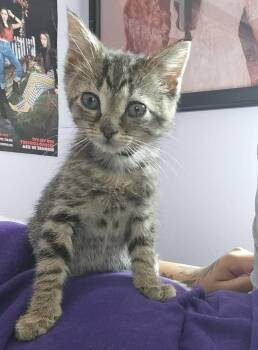 Luffy -  Domestic Short Hair Cat Available for Adoption in Chicago, Illinois - Luffy | PetCurious