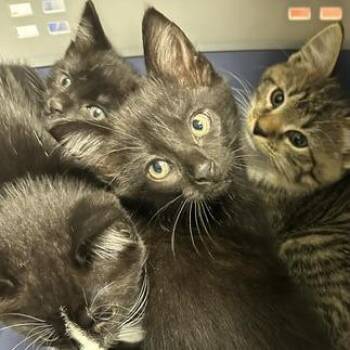 September -  Domestic Short Hair Cat for Adoption in Indianapolis, Indiana - September | PetCurious