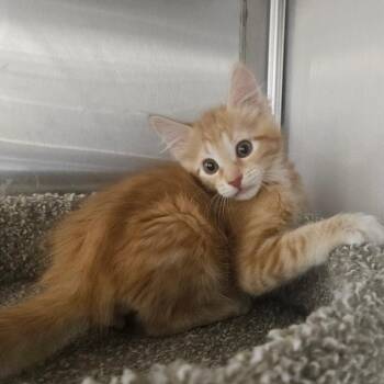 Boog -  Domestic Short Hair Cat for Adoption in Grantsville, Utah - Boog | PetCurious
