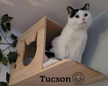 Rescue Domestic Short Hair Cats for Adoption in Montreal, Quebec - Tucson | PetCurious