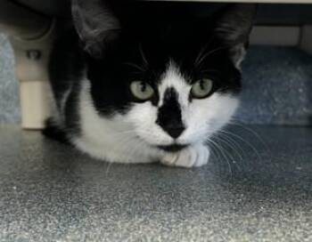 Panini -  Domestic Short Hair Cat for Adoption in Suffolk, Virginia - Panini | PetCurious