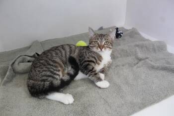 Date -  Domestic Short Hair Cat for Adoption in Chestertown, Maryland - Date | PetCurious