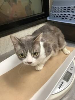 Rescue Domestic Short Hair Cats for Adoption in Fort Worth, Texas - Charlie | PetCurious