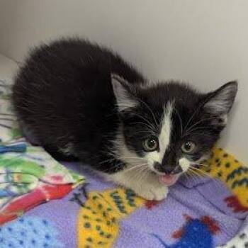 Domestic Short Hair Cats Available for Adoption in Jeffersonville, Indiana - Sparkplug | PetCurious