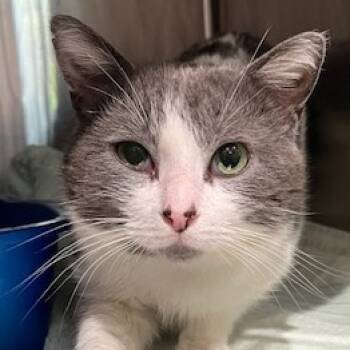 Rescue Domestic Short Hair Cats for Adoption in Cumming, Georgia - Blanco | PetCurious
