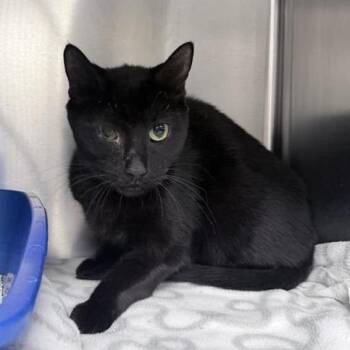 Domestic Short Hair Cats Available for Adoption - Burger King | PetCurious