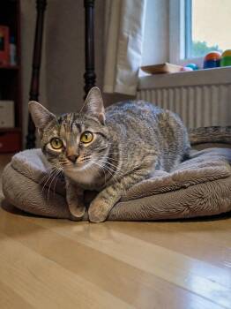 Domestic Short Hair Cats Available for Adoption in Champaign, Illinois - Sweet Petunia | PetCurious