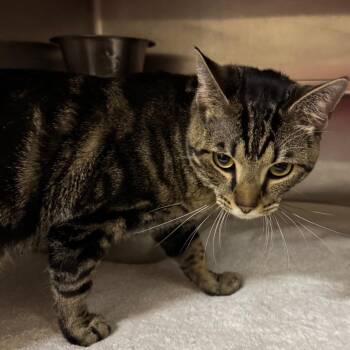 Domestic Short Hair Cats Available for Adoption - Rusty | PetCurious