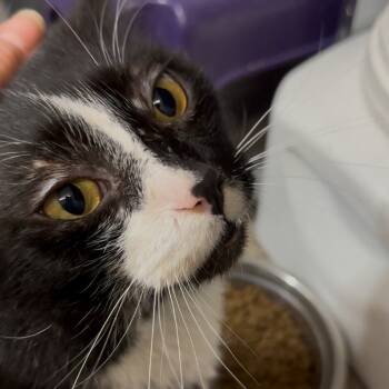 Rescue Domestic Short Hair Cats for Adoption in Pleasant Hill, Missouri - King Henry | PetCurious