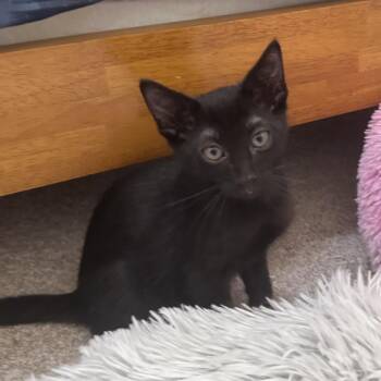 Vince -  Domestic Short Hair Cat Available for Adoption in Prosper, Texas - Vince | PetCurious