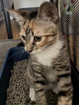 AvaLynn N. - Sweet kitten -  Domestic Short Hair Cat for Adoption in New York, New York - AvaLynn N. - Sweet Kitten | PetCurious