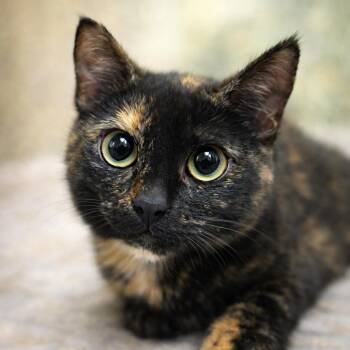 American Shorthair Cats Available for Adoption - Christy | PetCurious