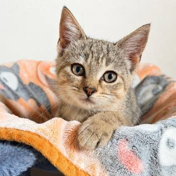 Starbie -  Domestic Short Hair Cat for Adoption in Normal, Illinois - Starbie | PetCurious