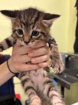 Samsonite -  Domestic Short Hair Cat for Adoption in Cincinnati, Ohio - Samsonite | PetCurious