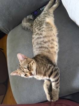 Rescue Domestic Short Hair Cats for Adoption in Wilkesboro, North Carolina - Andie | PetCurious