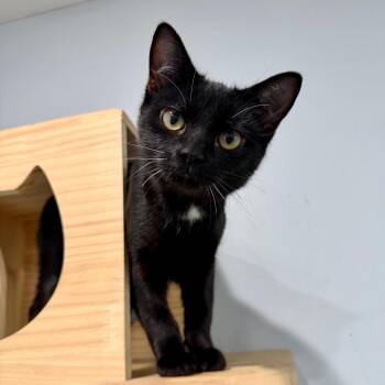 Ann -  Domestic Short Hair Cat for Adoption in Fairmont, West Virginia - Ann | PetCurious