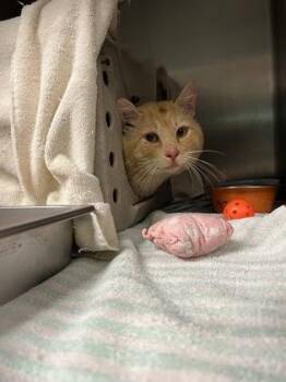 Rescue Domestic Short Hair Cats for Adoption in Bellingham, Washington - Cantaloupe | PetCurious