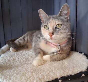 Rescue Dilute Calico Cats for Adoption in Santa Cruz, California - Akala | PetCurious