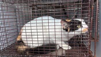 Rescue Domestic Short Hair Cats for Adoption in Houston, Texas - A644188 | PetCurious