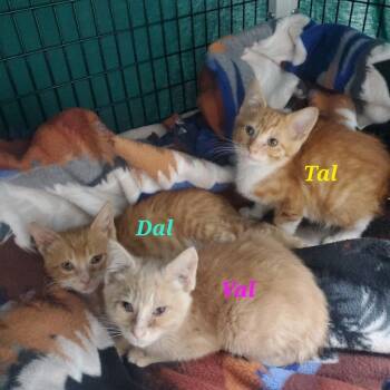 Dal -  Domestic Short Hair Cat Available for Adoption in Diamond Springs, California - Dal | PetCurious