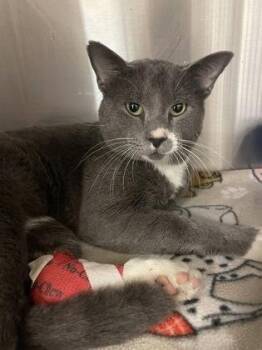 Domestic Short Hair Cats Available for Adoption - Brutus | PetCurious