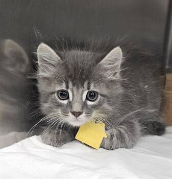 DUSKY -  Domestic Short Hair Cat for Adoption in St. Louis, Missouri - DUSKY | PetCurious