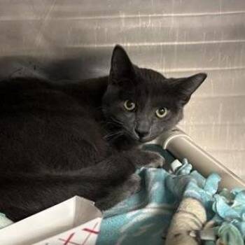 Domestic Short Hair Cats Available for Adoption in Salt Lake City, Utah - Maurice | PetCurious