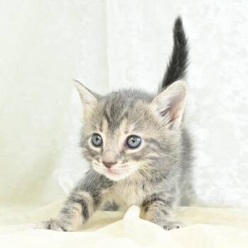 Domestic Medium Hair Cats Available for Adoption in Mobile, Alabama - Curry | PetCurious